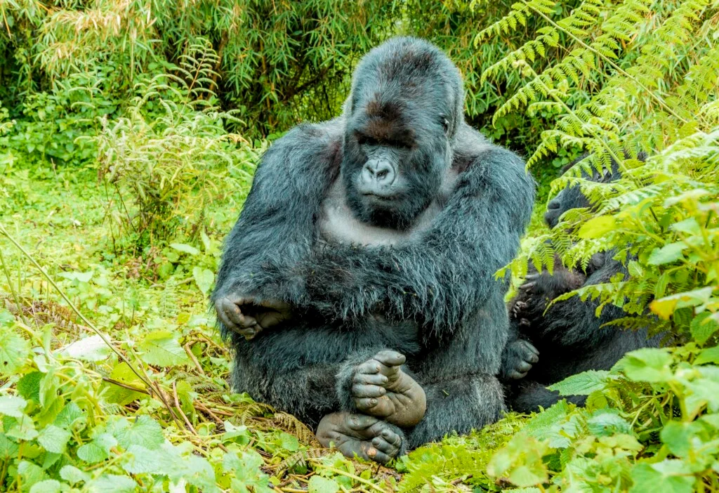 1-Day: Gorilla Trekking Adventure