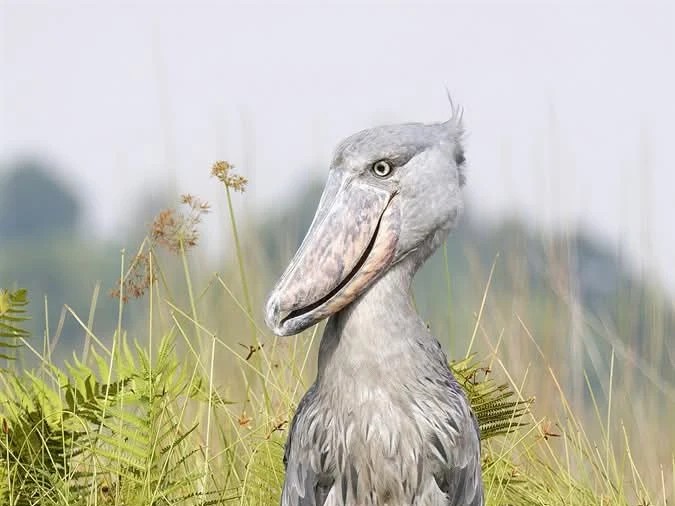 Mabamba Shoebill Tour
