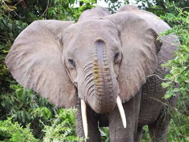 4-Day Cultural Experience, Volunteering & Wildlife Tour