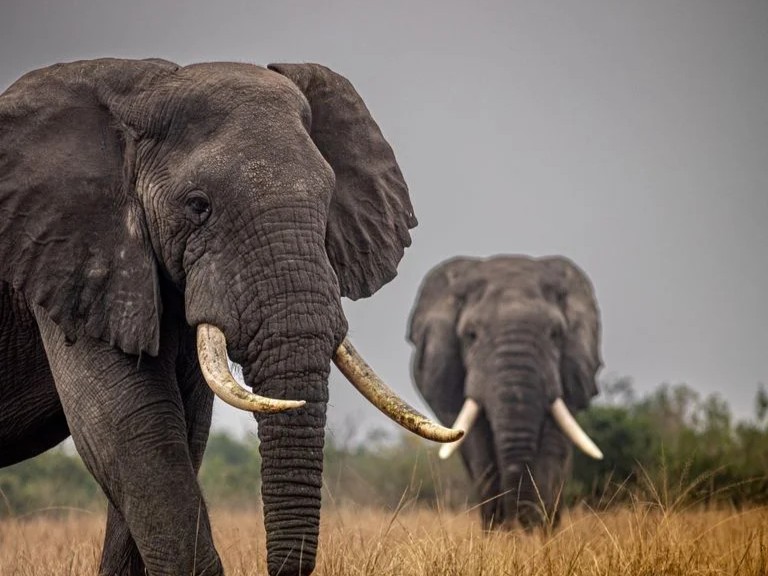5 Days Best of Uganda Safari from Kigali – Gorillas, Chimps & Wildlife Adventure