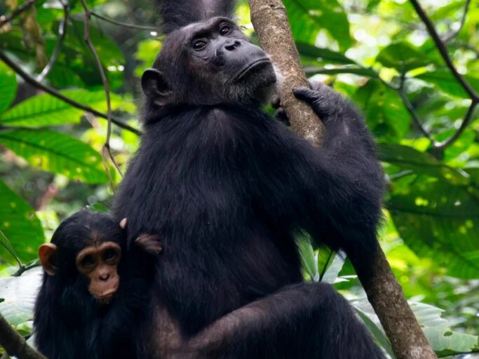5-Day Lake Mburo & Kibale Forest Safari – Uganda Chimpanzee Trekking Tour
