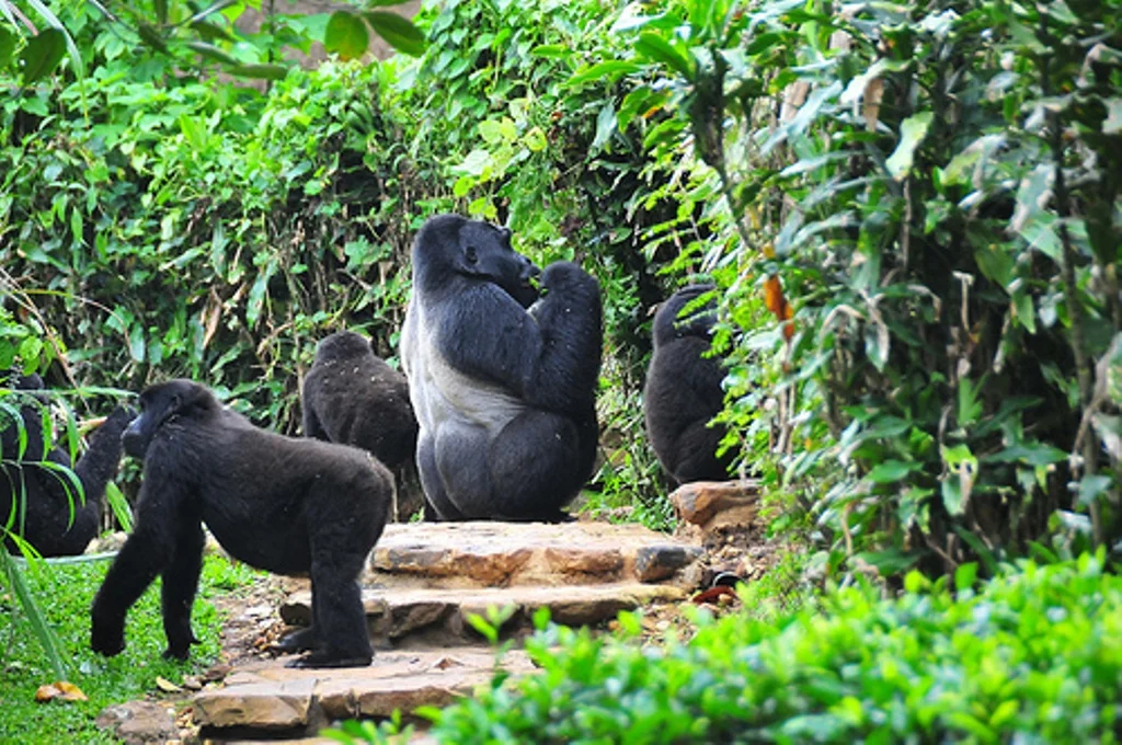 5-Day Gorillas & Lakes: Journey of Adventure & Impact
