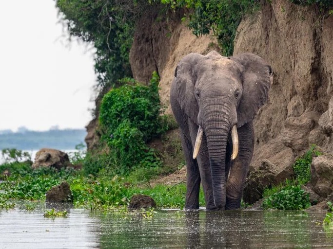 8 Days Uganda Safari: Gorillas, Chimpanzees, Big Four & Community Conservation Experience