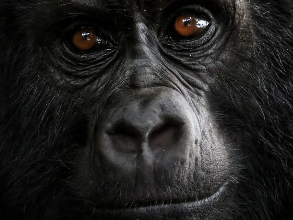 9-Day Mist, Mountains & Majestic Wildlife: Rwanda–Uganda Adventure