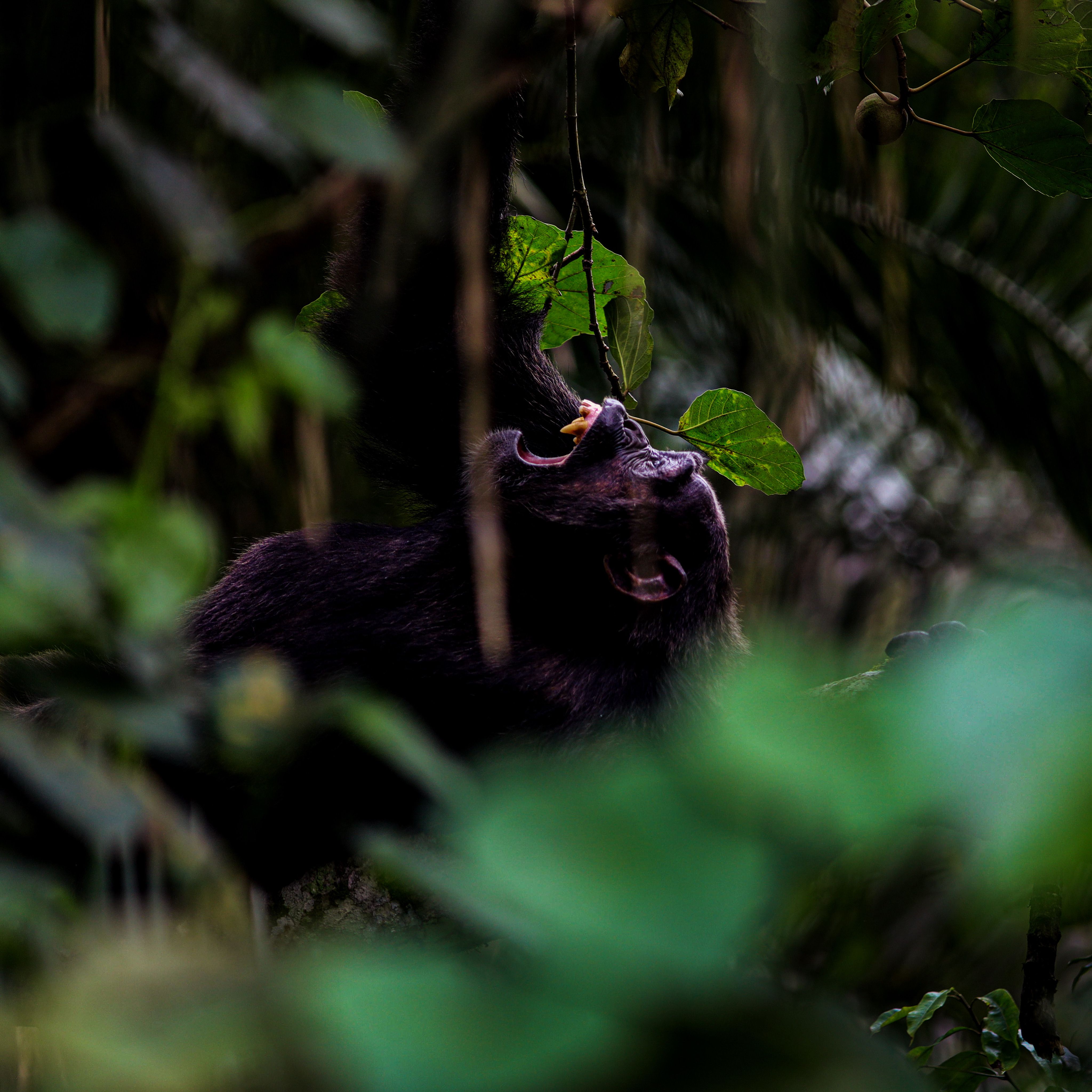 4-Day Gorilla Trek Rwanda Gorilla Trekking