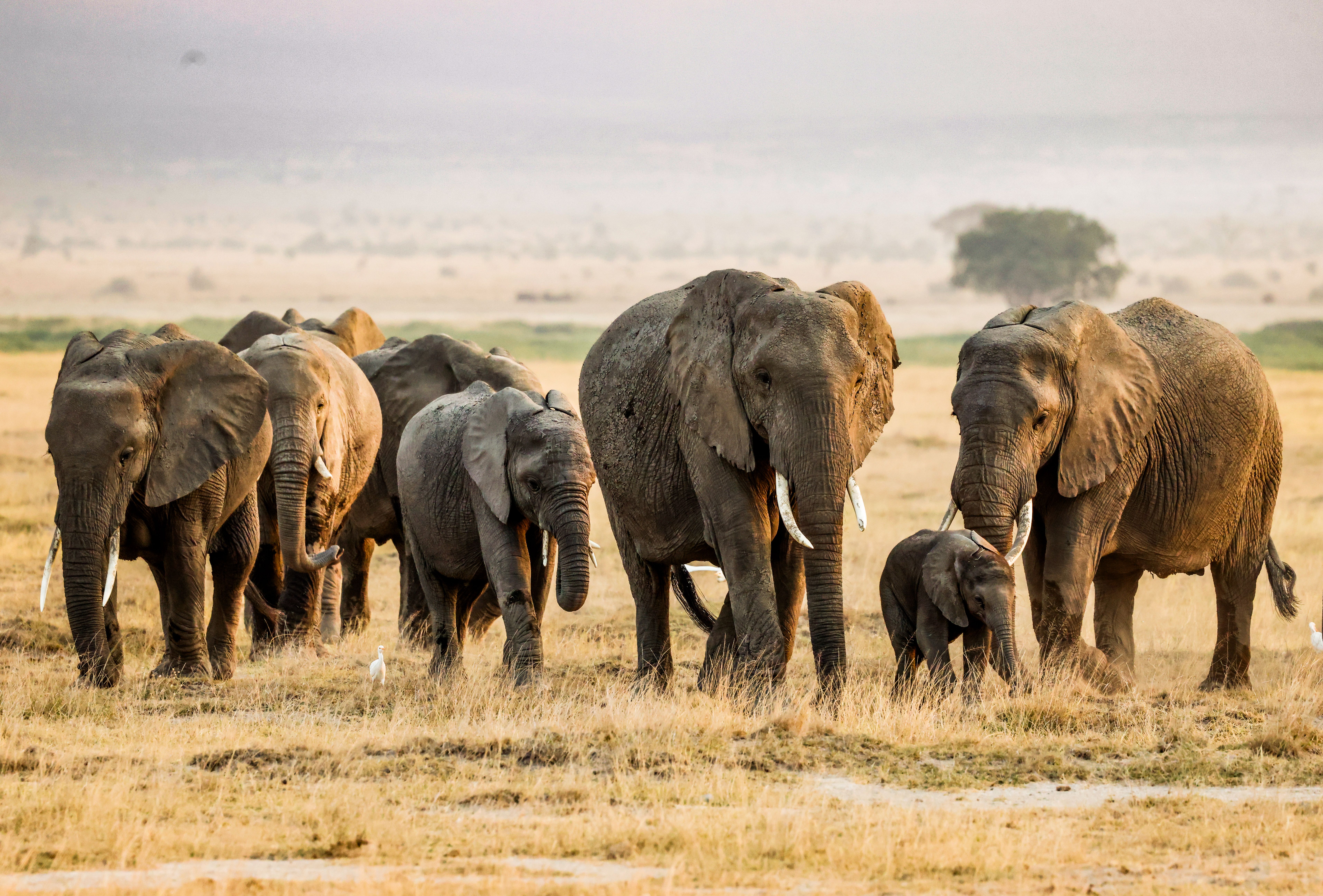 4-Day Classic Safari