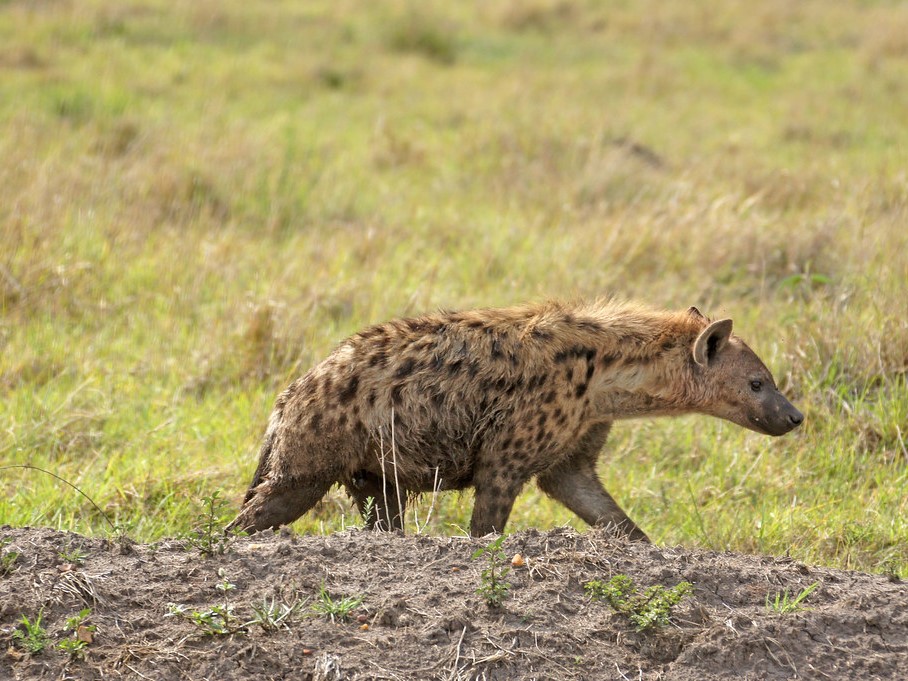 Kenya - 3-Day Mara Express