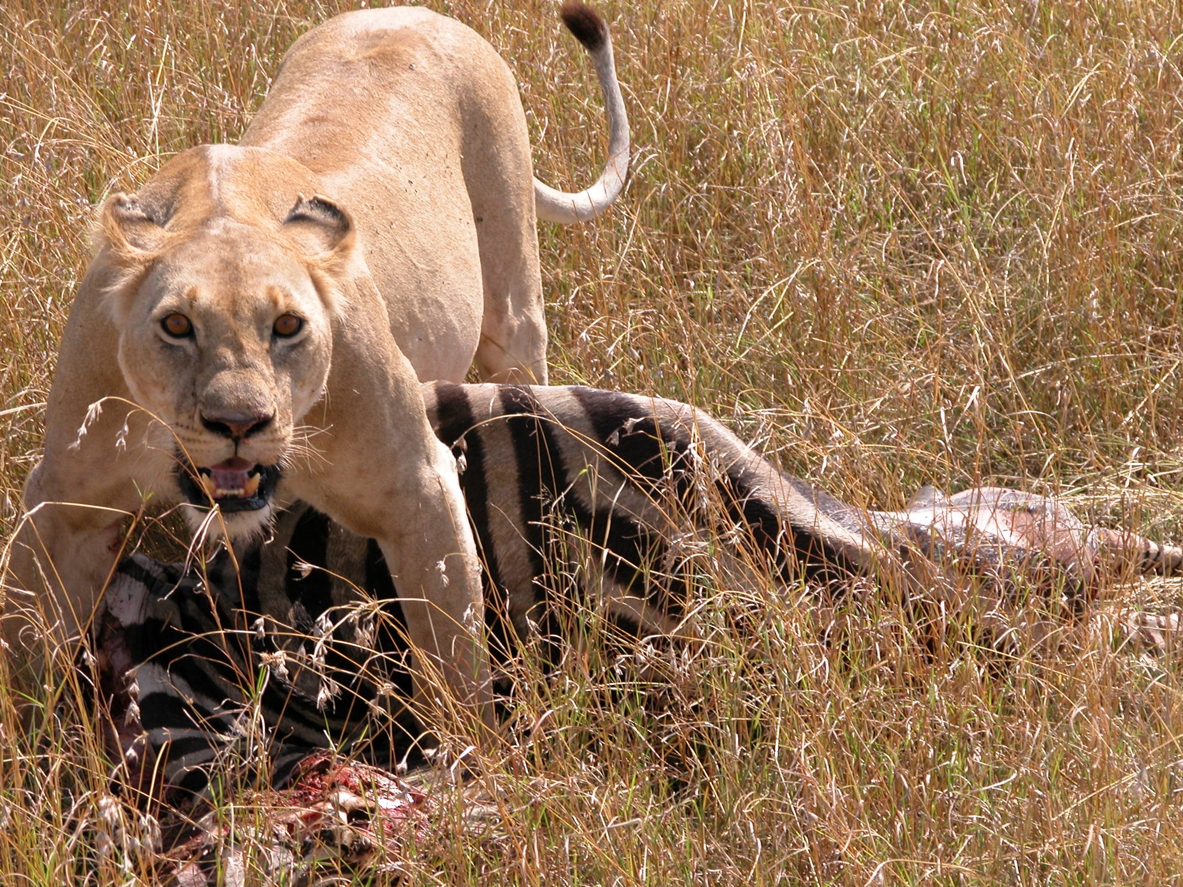 3-Day Mara Express