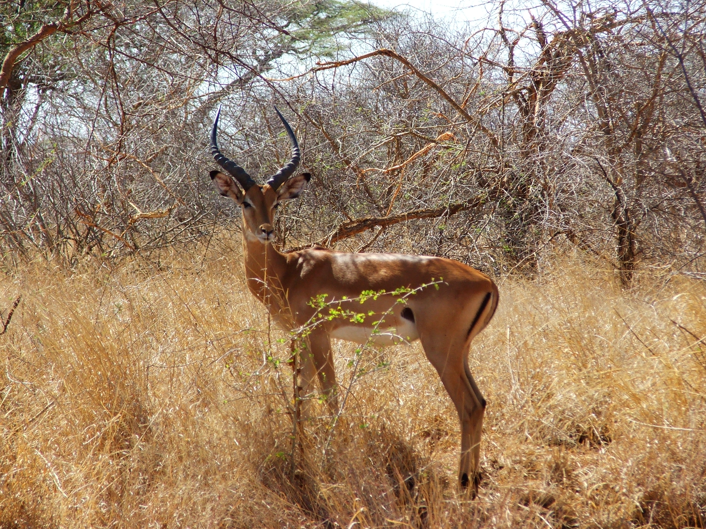 7-Day Safari & Beach