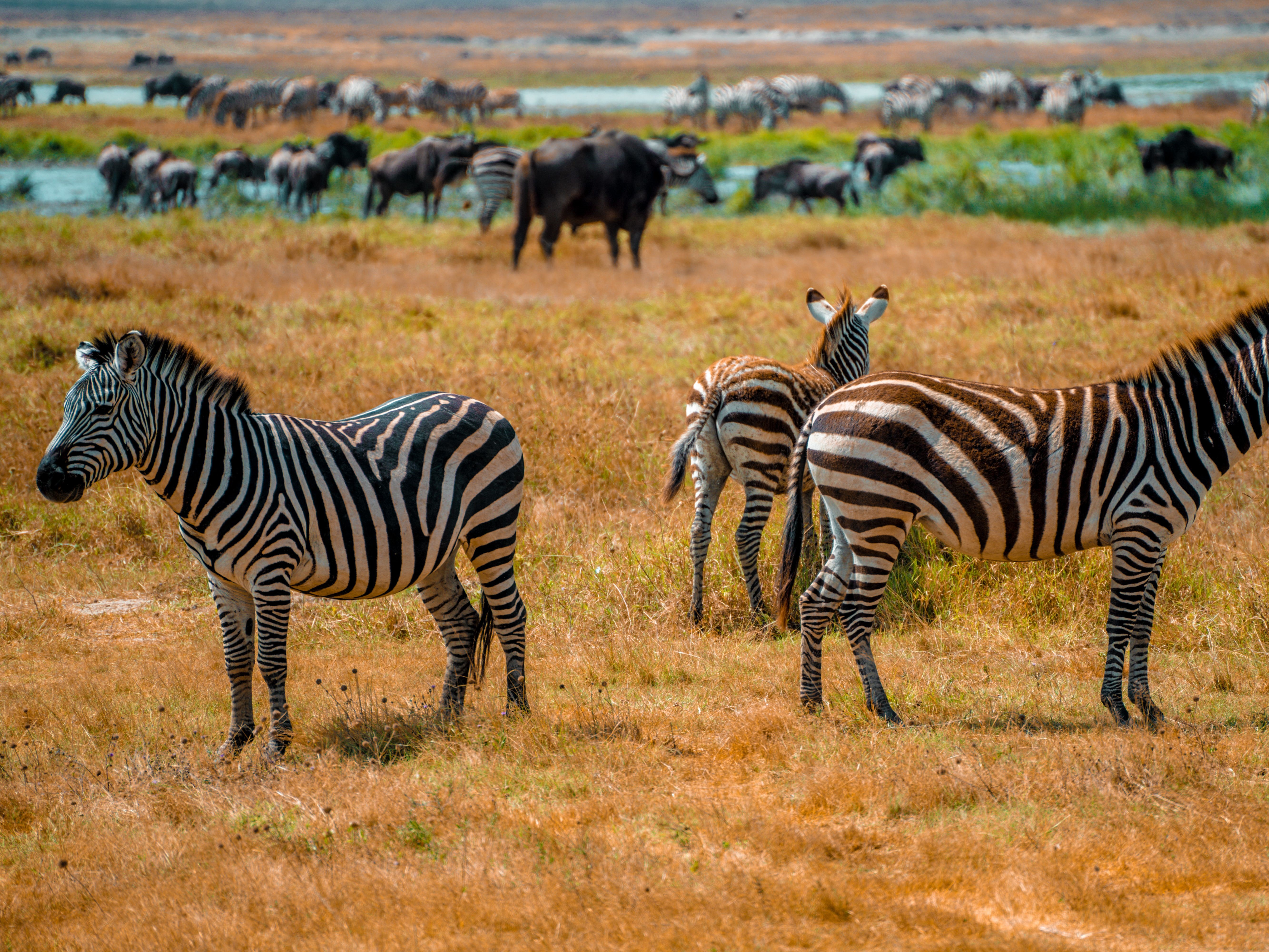 Kenya - 3-Day Mara Express