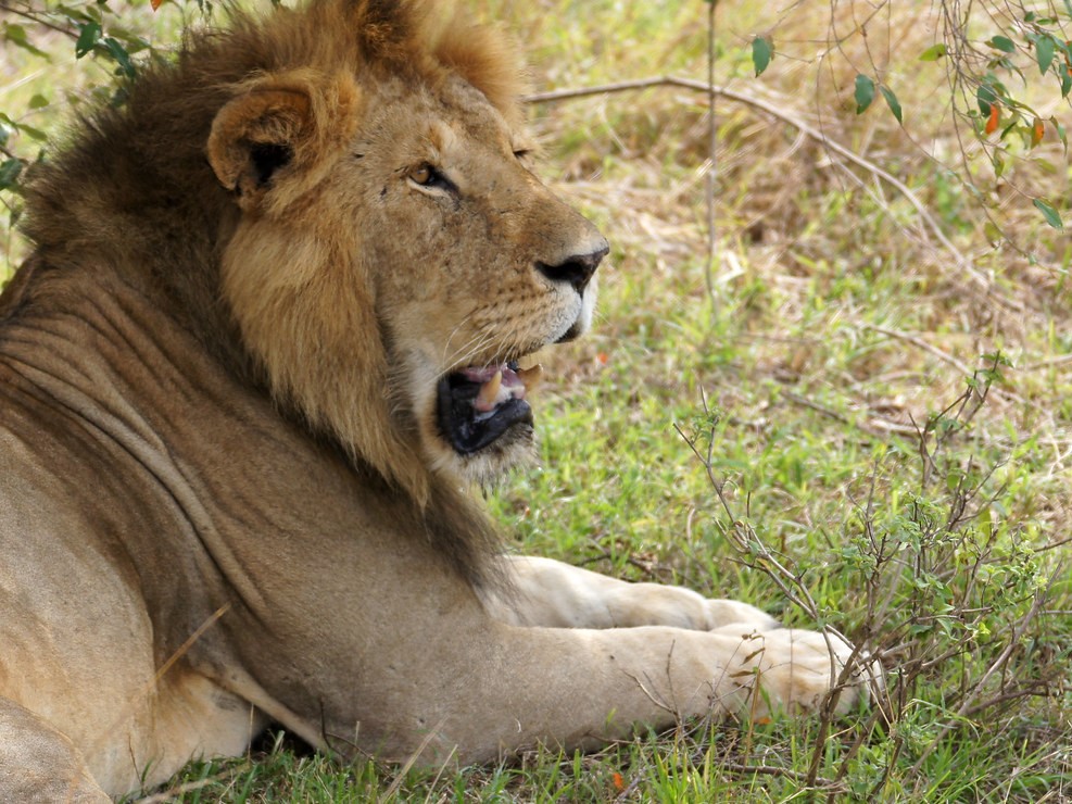 5-Day Wildlife Explorer