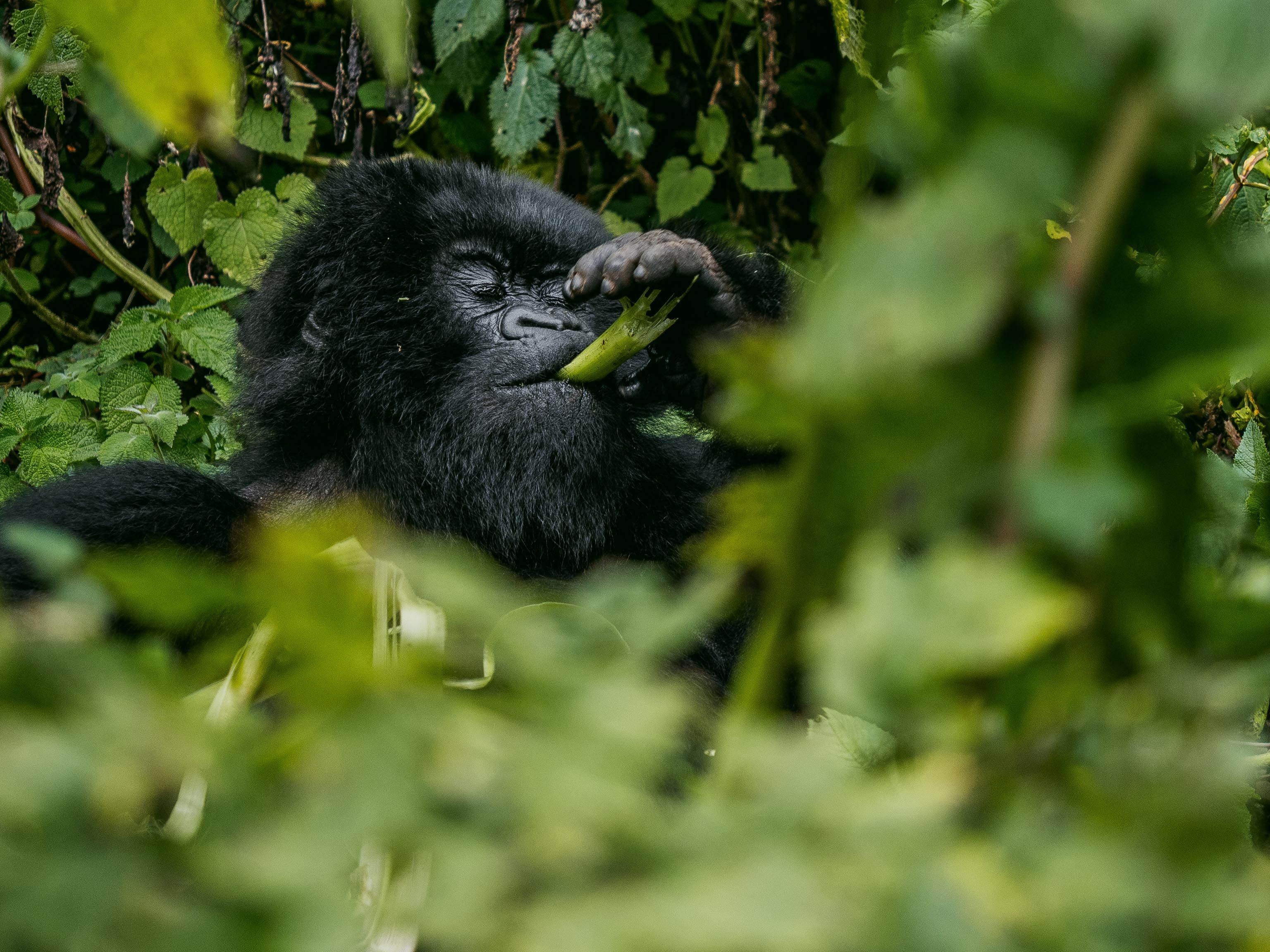 Rwanda - 4-Day Gorilla Trek Rwanda Gorilla Trekking