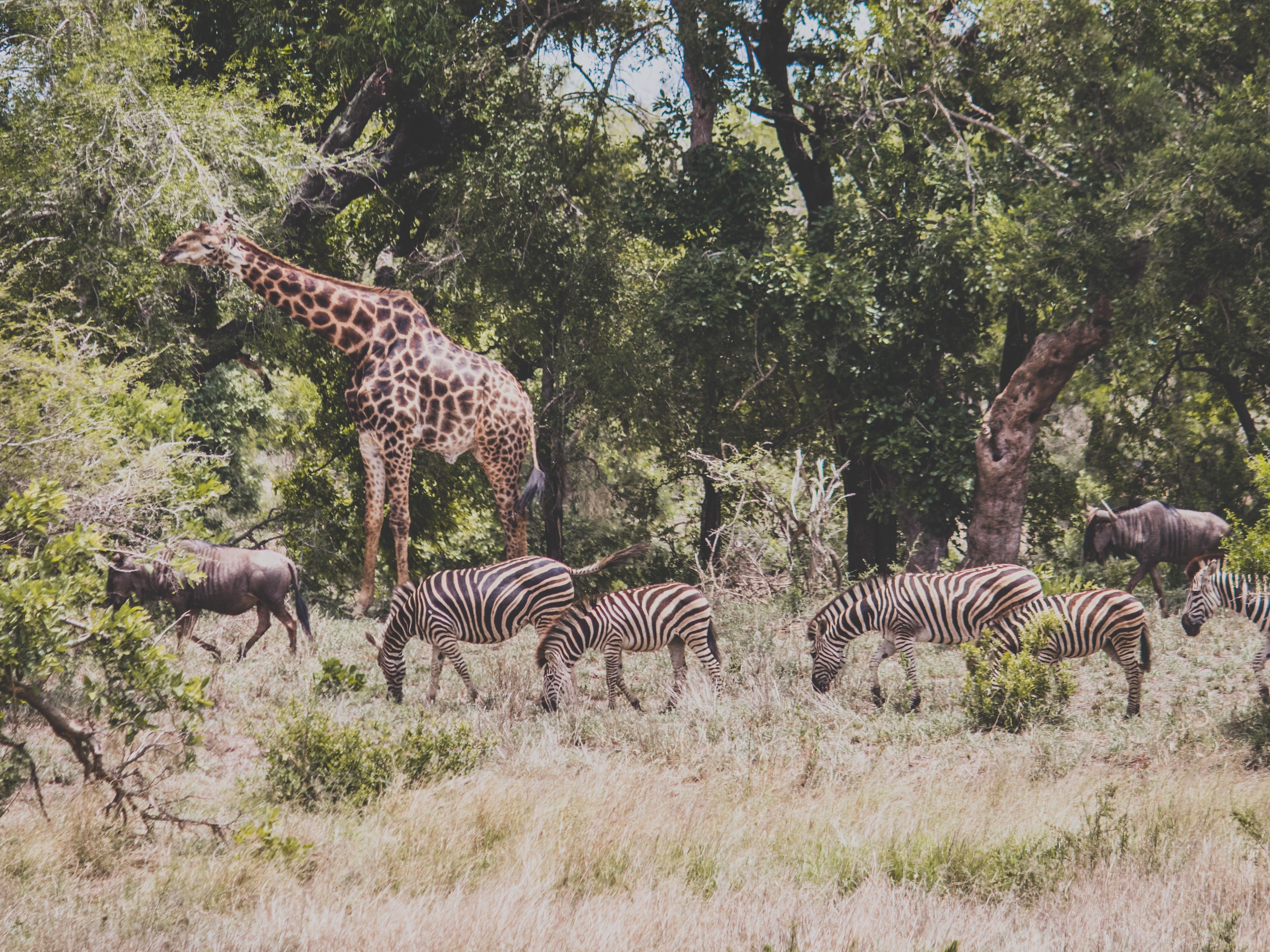 5-Day Kruger Safari