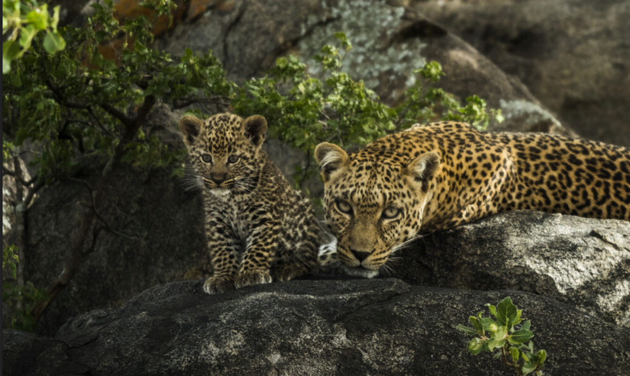 6 DAYS THE BEST OF TANZANIA SAFARI EXPERIENCE