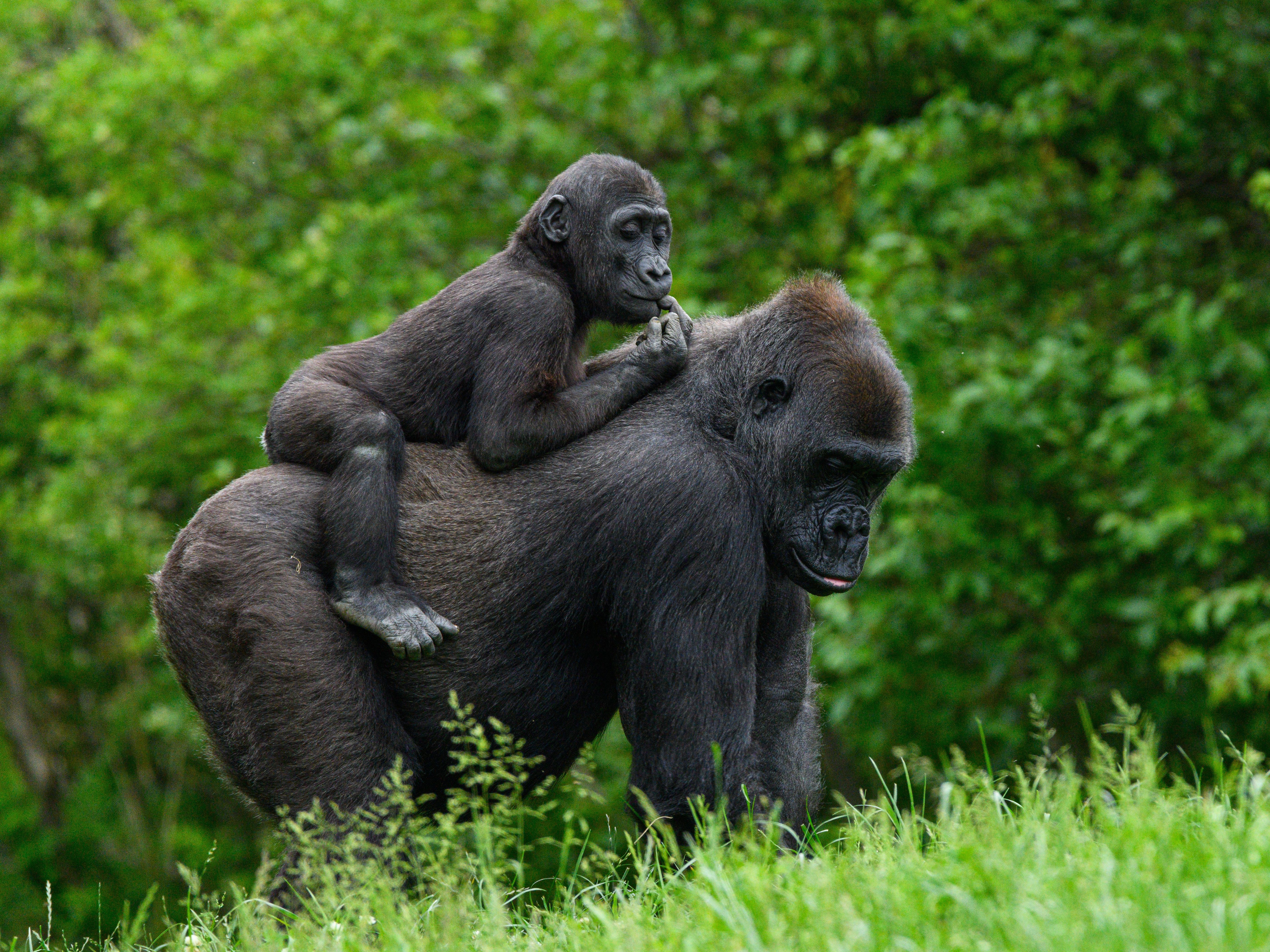 5-Day Gorillas & Wildlife