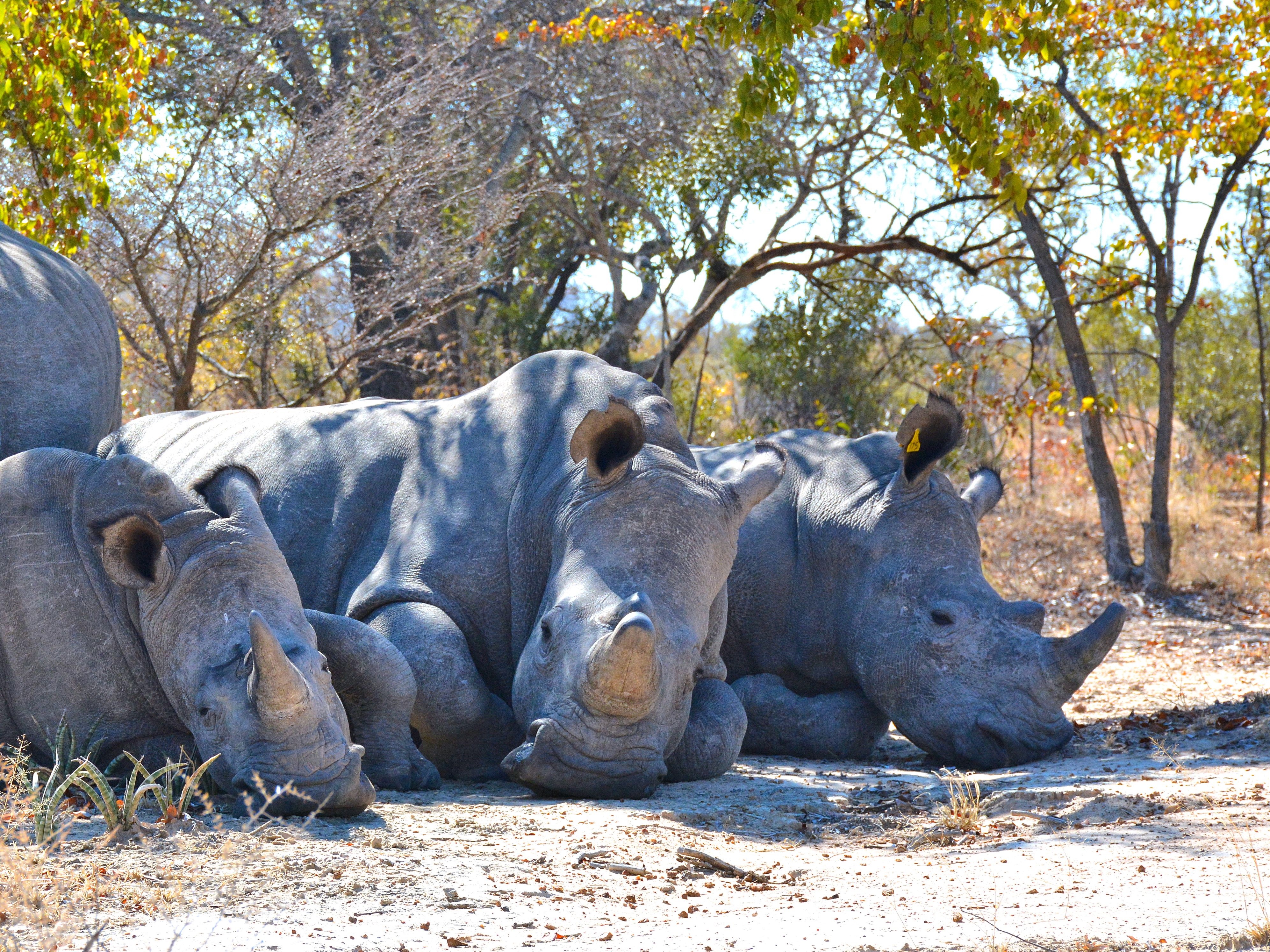 Zimbabwe - 4-Day Falls & Safari