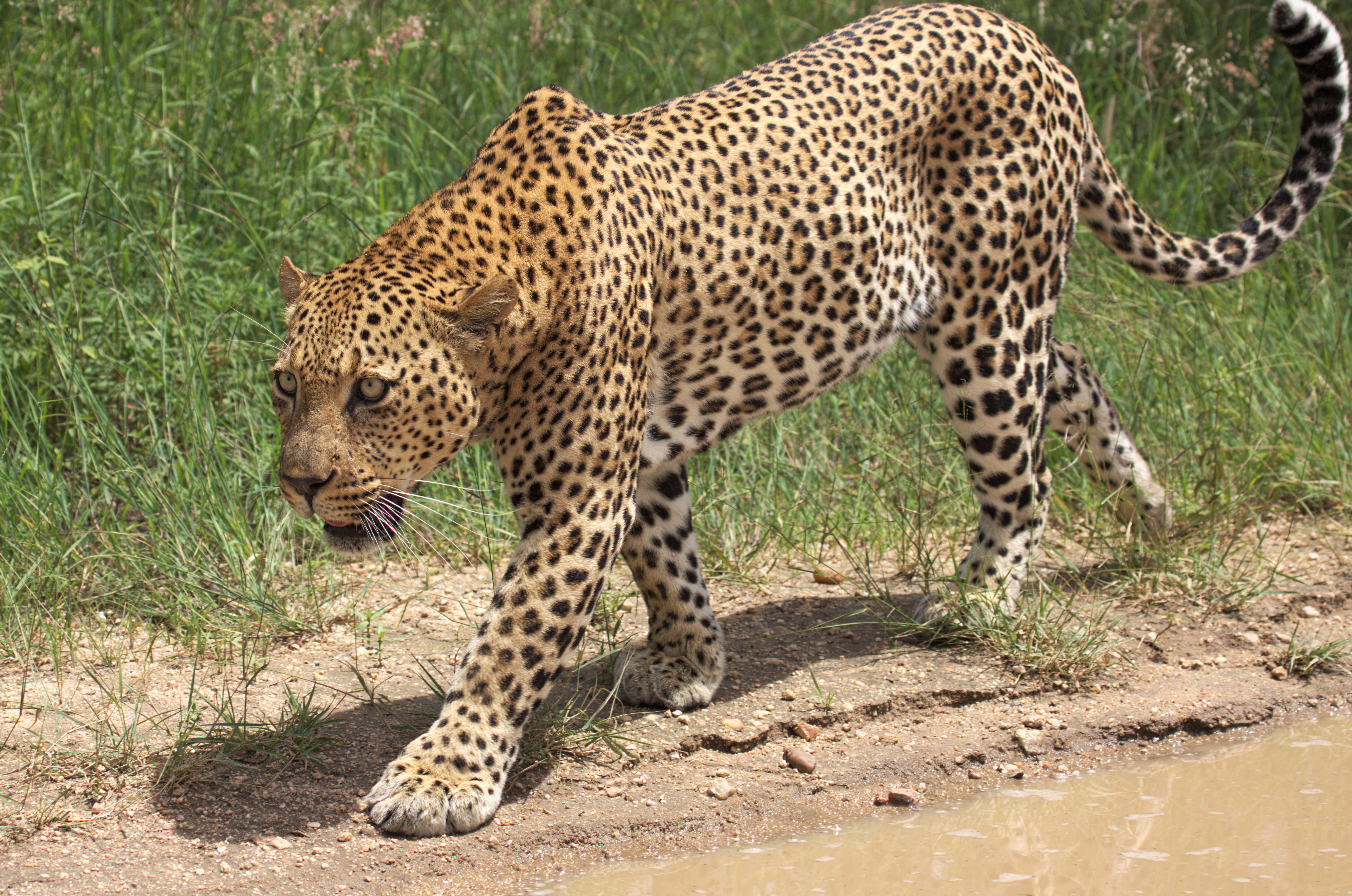 Botswana - 5-Day Delta & Chobe Okavango & Chobe